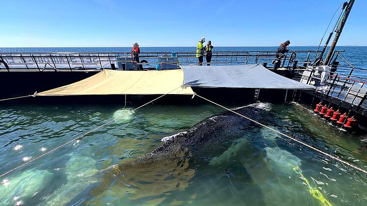 Weitere Entwicklung zum Buckelwal in der Ostsee