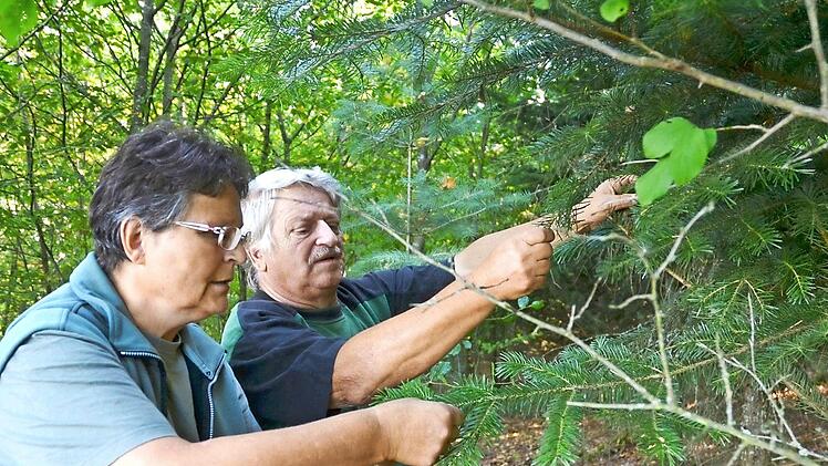 Anke Schäfer und Eberhard Anding begutachten eine Türkische Tanne in Andings Wald. Fotos: Rainer Lutz