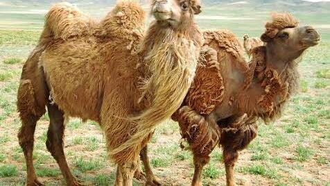 Kamele, Yaks und viele andere Tiere leben frei in großen Herden.