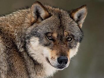Der Wolf  gehört  in unseren Mythenkosmos. Jetzt kehrt er verstärkt zurück in unsere  faktische Realität, was eine Unverschämtheit von ihm ist. Dabei gehört er  eigentlich fest in  das, was Gianna Molinari unser  "Umfeld" nennt.   In ihrem Roman spielt er eine  Rolle. Swen Pförtner/dpa
