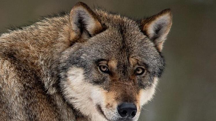 Der Wolf  gehört  in unseren Mythenkosmos. Jetzt kehrt er verstärkt zurück in unsere  faktische Realität, was eine Unverschämtheit von ihm ist. Dabei gehört er  eigentlich fest in  das, was Gianna Molinari unser  "Umfeld" nennt.   In ihrem Roman spielt er eine  Rolle. Swen Pförtner/dpa