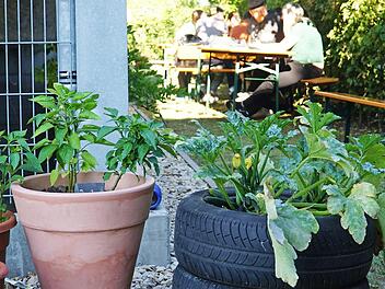 Die Geografie-Studenten haben bewiesen, dass Zucchini auch in einem Stapel Altreifen gedeihen k&ouml;nnen. Foto: Thomas Sokoliuk