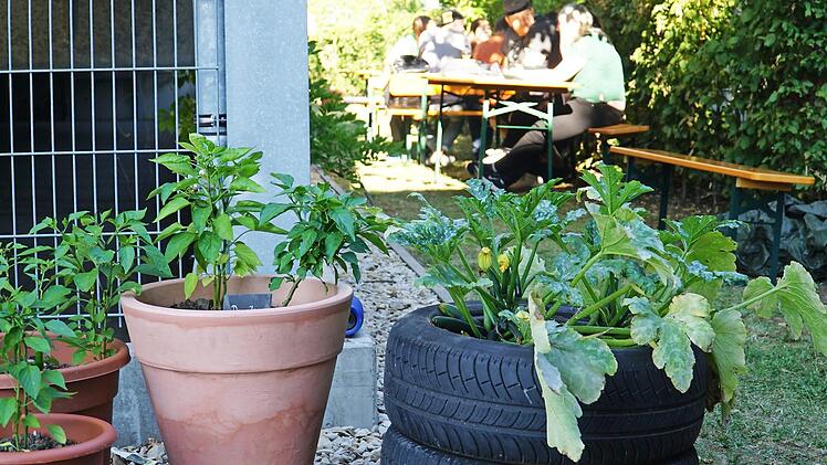 Die Geografie-Studenten haben bewiesen, dass Zucchini auch in einem Stapel Altreifen gedeihen k&ouml;nnen. Foto: Thomas Sokoliuk