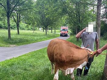 Herzogenaurach: Rettungsdienst hilft beim Einfangen einer ausgebüxten Kuh