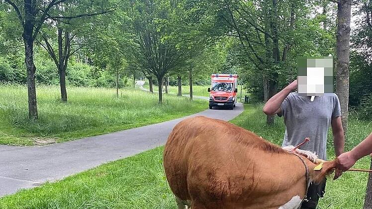 Herzogenaurach: Rettungsdienst hilft beim Einfangen einer ausgebüxten Kuh