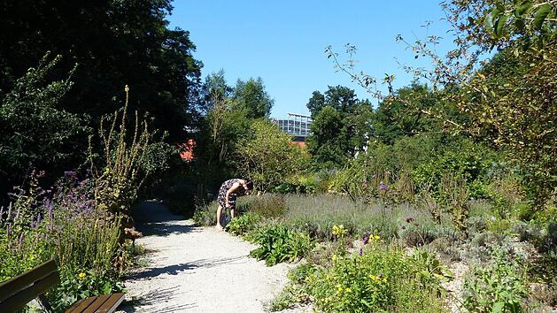 Für die Verschnaufpausen während des Spaziergangs durch den Aromagarten stehen Sitzbänke bereit. Gertraud Bäuml kümmert sich darum, dass die Pflanzen nicht wuchern, sondern gepflegt wachsen können.  Fotos: Pauline Lindner