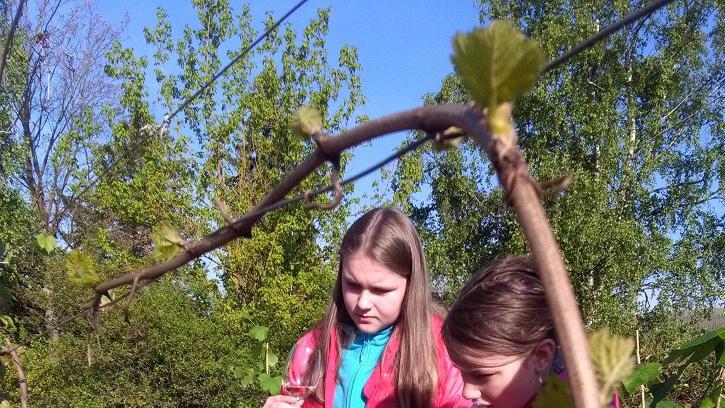 Ausflug zum Weinberg