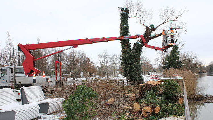 Kitzingen: Aus Sicherheitsgr&uuml;nden - Weiden am Stadtbalkon mussten gef&auml;llt werden