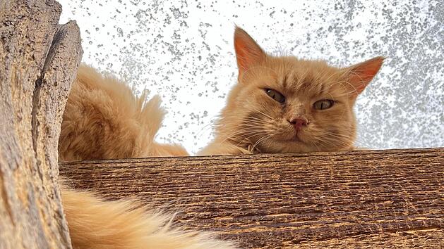 Tierheim Bamberg startet Aufruf: Wer kann lieben und sch&uuml;chternen Kater aufnehmen?