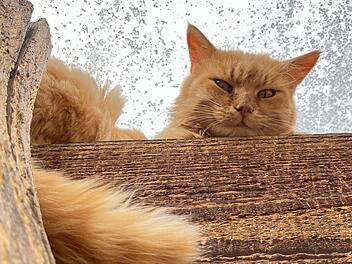 Tierheim Bamberg startet Aufruf: Wer kann lieben und schüchternen Kater aufnehmen?