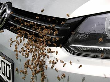 Bienen können problemlos an Oberflächen haften - Roboter-Bienen mittlerweile auch. Foto: Berufsfeuerwehr Augsburg, dpa