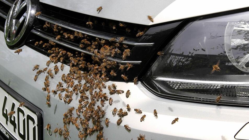 Bienen können problemlos an Oberflächen haften - Roboter-Bienen mittlerweile auch. Foto: Berufsfeuerwehr Augsburg, dpa