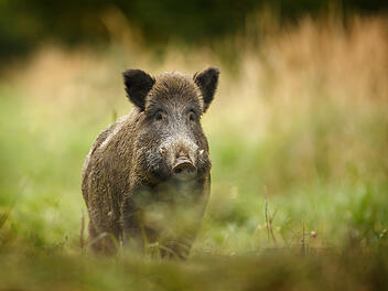Wildschwein