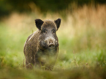 Wildschwein