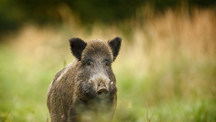 Wildschwein