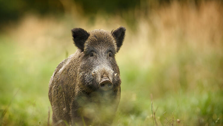 Wildschwein