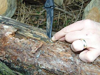 Das Messer zeigt, wo sich ein Kiefernprachtkäfer in der Rinde versteckt hat.  Foto: Petra Malbrich