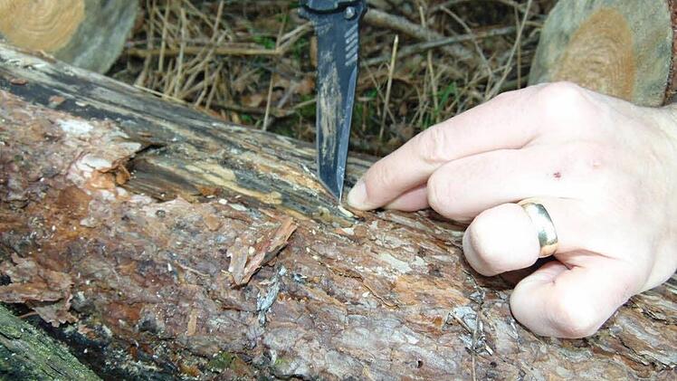 Das Messer zeigt, wo sich ein Kiefernprachtkäfer in der Rinde versteckt hat.  Foto: Petra Malbrich