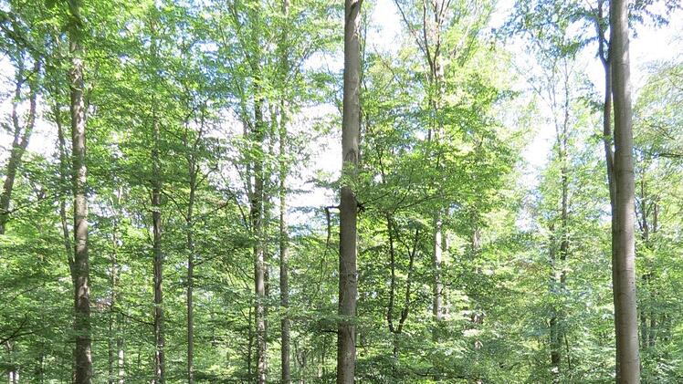 Hohe Buchen säumen den Weg zum Euerdorfer Geotop.Doris Bauer