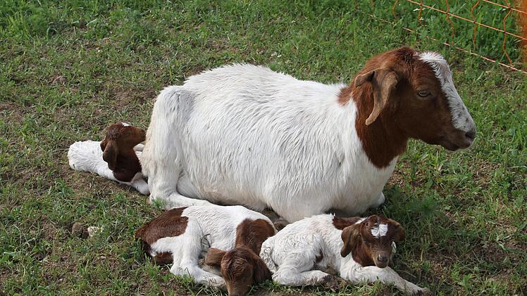 Diese Ziegenmama mit ihren Jungen war am Hof von Schäfer Wunderlich zu sehen.