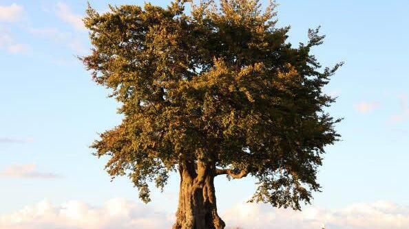 Ein toller Baum vor Presseck. Foto: Karlheinz Kröner