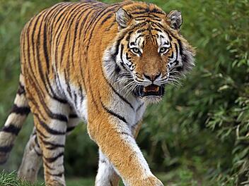 Tiergarten Nürnberg: Wegen fehlender sozialer Harmonie - Tigerweibchen Katinka bekommt neuen Zuchtpartner