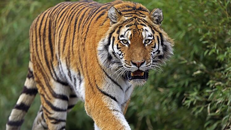 Tiergarten Nürnberg: Wegen fehlender sozialer Harmonie - Tigerweibchen Katinka bekommt neuen Zuchtpartner