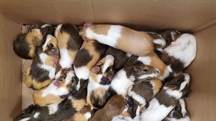 Tierheim Haßberge in Knetzgau rettet 70 Meerschweinchen