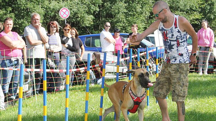 Die Deutsche Dogge Lina hat beim eng gesteckten Slalom so ihre Probleme, ...