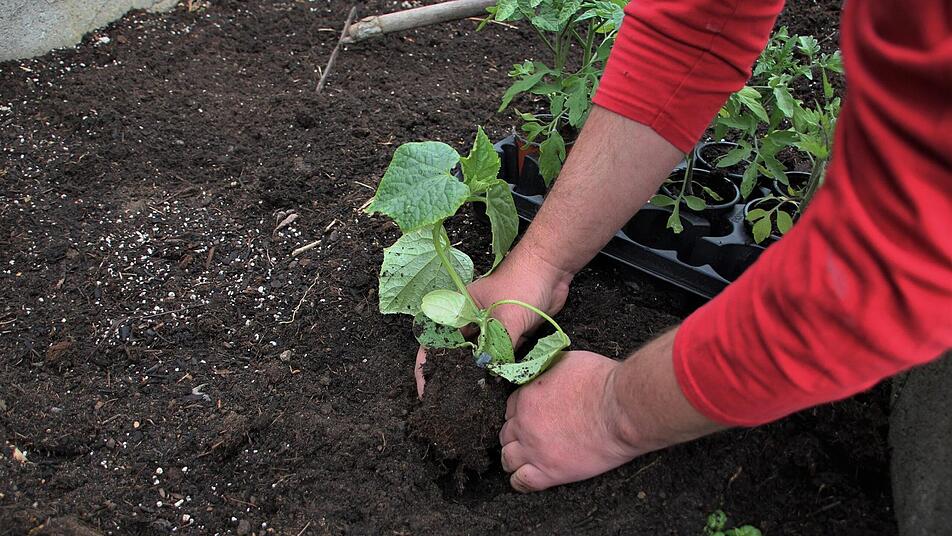 Tomaten, Gurken und Zucchini - viele nutzen die Zeit, um den Garten auf Vordermann zu bringen.  Foto: Julia Scholl