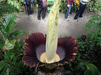 Größte Blume der Welt in Bayreuth: Titanwurz hat sich überraschend für kurze Zeit geöffnet