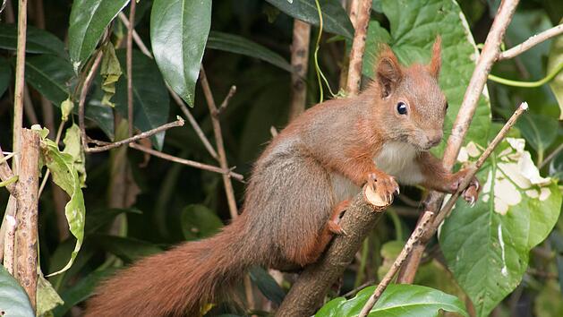 Der Speiseplan von Eichenh&ouml;rnchen orientiert sich an dem saisonalen Angebot.