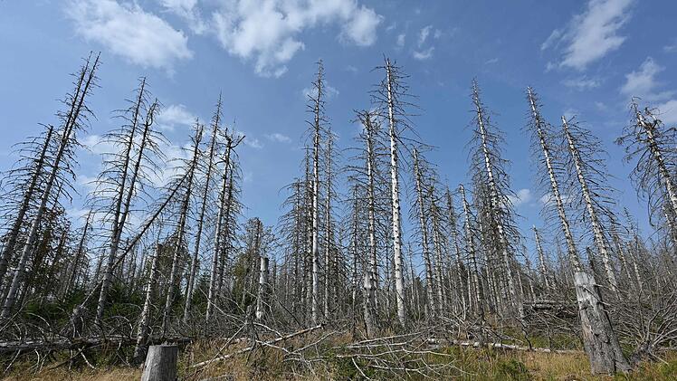 Wie der Klimawandel Deutschland verändert - Brockenfeldmoor