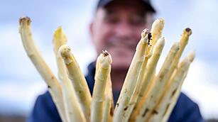 Spargelernte in Iffezheim