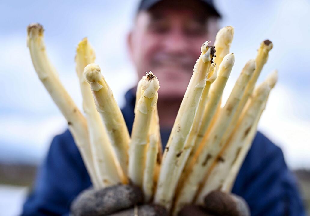 Spargelernte in Iffezheim