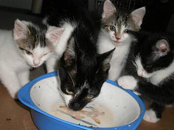 Vier kleine K&auml;tzchen, die einst von der Tierschutzinitiative Ha&szlig;berge in Oberschwappach betreut wurden. Foto: Archivbild/TI