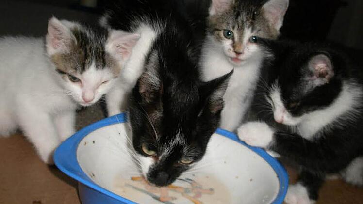 Vier kleine Kätzchen, die einst von der Tierschutzinitiative Haßberge in Oberschwappach betreut wurden. Foto: Archivbild/TI