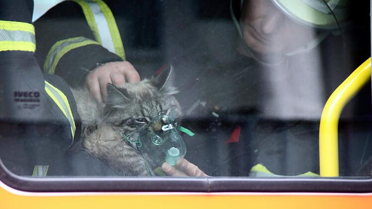 Die Katze wird beatmet. In Hamburg musste sie die Feuerwehr aus einer brennenden Wohnung retten. Foto: Florian Büh/dpa