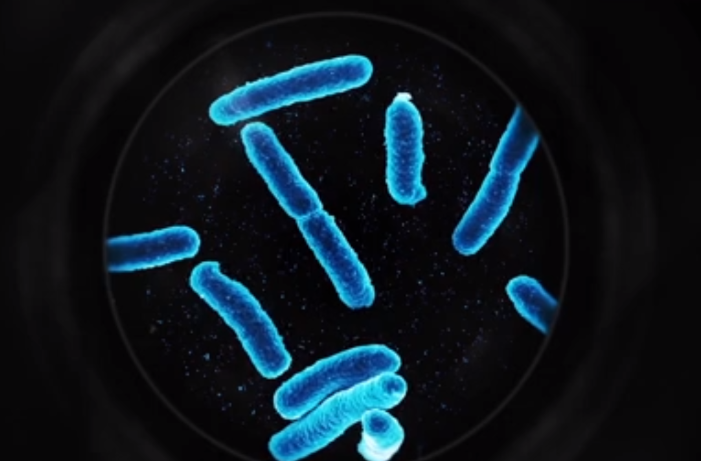 Salmonellen Was sind sie und wie kann man sich dagegen schützen?