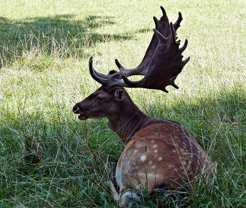 Ein Besuch im Wildtierpark Schloss Tambach. Danke an inFrankenPix-Nutzer herzolife!