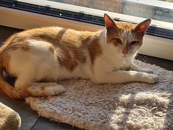 Landkreis Coburg: Kater Garfield erleidet trauriges Schicksal - Tierschutzverein mit "großer Bitte"