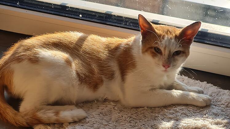 Landkreis Coburg: Kater Garfield erleidet trauriges Schicksal - Tierschutzverein mit "großer Bitte"