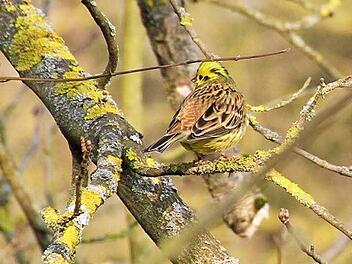 Auch die Goldammer ließ ihren unverwechselbaren Gesang ertönen.  Fotos: Gerda Völk