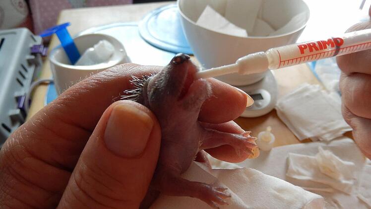 Lecker: Spezialmilch und püriertes Katzennassfutter schmecken Igelkindern.