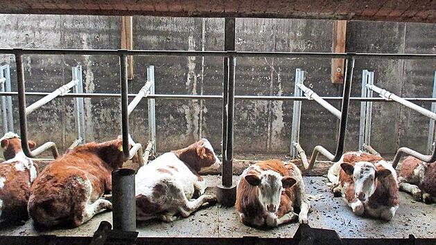 Blick in den Rinderstall auf einem Bauernhof im Steigerwald. Die Landwirte sollen immer mehr ins Tierwohl investieren, bekommen aber nicht die dafür notwendigen Preise.