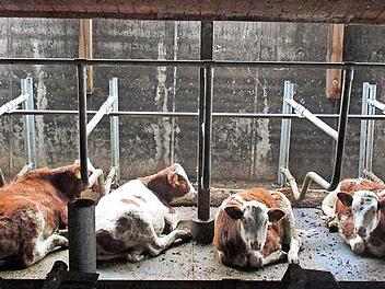 Blick in den Rinderstall auf einem Bauernhof im Steigerwald. Die Landwirte sollen immer mehr ins Tierwohl investieren, bekommen aber nicht die dafür notwendigen Preise.