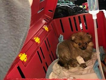 Tierheim Bayreuth: Hund lebensbedrohlich erkrankt - Tierrettung Bayreuth macht Transport in Klinik möglich