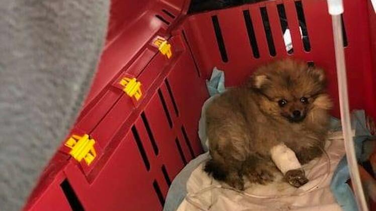 Tierheim Bayreuth: Hund lebensbedrohlich erkrankt - Tierrettung Bayreuth macht Transport in Klinik möglich