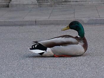 B286 bei Arnshausen: Ente fliegt vor fahrendes Auto und stirbt B286 bei Arnshausen: Ente fliegt vor fahrendes Auto und stirbt