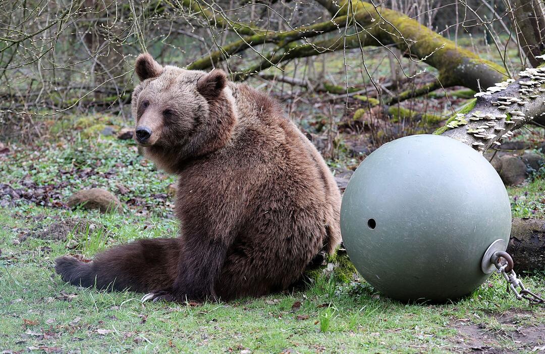 B&auml;renwald M&uuml;ritz startet in die neue Saison